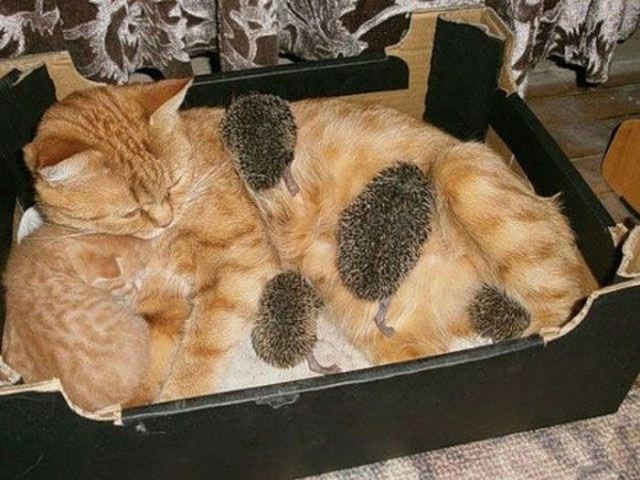 Cat adopted baby hedgehogs, baby hedgehog pictures, hedgehog photos