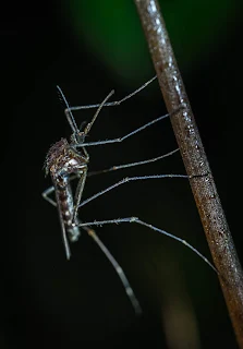 Dengue Or Malaria 2 Dengue Or Malaria Worse 3 Dengue Or Malaria Ke Lakshan 4 Dengue Or Malaria Which Is More Dangerous 5 Dengue Or Malaria Mosquito 6 Dengue Fever Or Malaria 7 Dengue Malaria Drawing 8 Dengue Malaria Typhoid Test Price 9 Dengue Malaria Poster 10 Dengue Malaria Information In Marathi