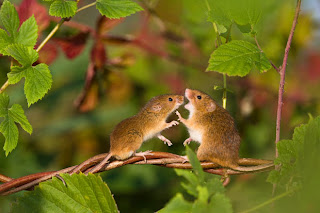 Female and Male Mouse chatting