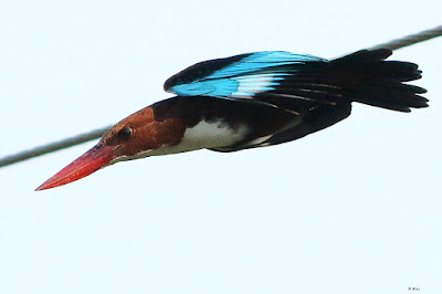 "White-throated Kingfisher - Halcyon smyrnensis diving to snag prey from the stream below."