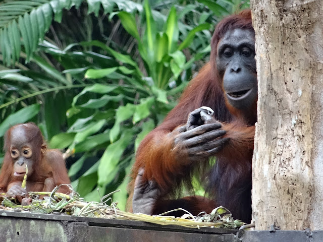 singapur zoo