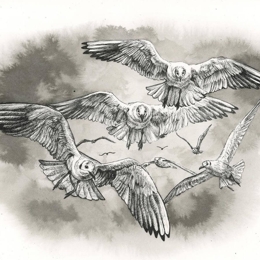 10-Seagulls-in-flight-Kyla-Barnett-www-designstack-co