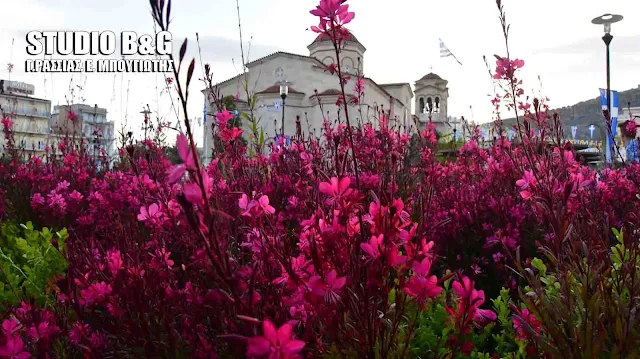 Εντυπωσιακή ανθοφορία με ροζ λουλούδια στην πλατεία Αγίου Πέτρου στο Άργος