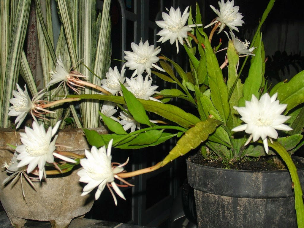 Koleksi Tanaman Hias Bunga Wijaya Kusuma Epiphyllum 