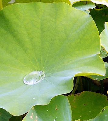 水滴がのっている蓮の葉