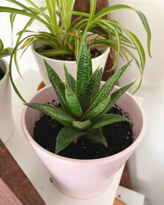 easiest house plants to take care of