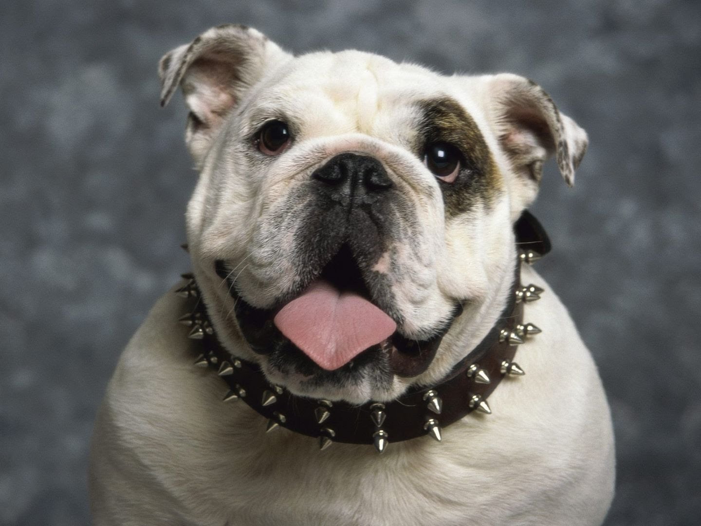 English Bulldog