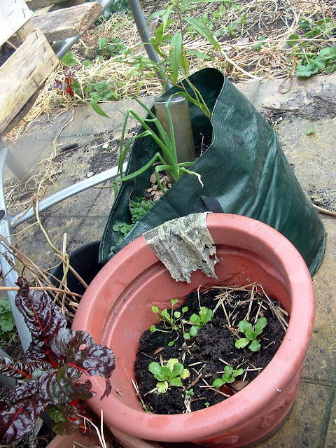 Photo of plant pots on an untidy patio, the nearest growing chicory, another growing spring onions