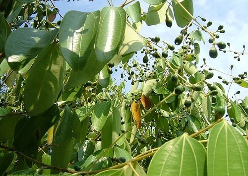 :: Ilmu Tentang Herba ::: Teja Lawang