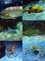 Pufferfish, moray eel and giant Japanese spider crab at the Oceanografic, Valencia