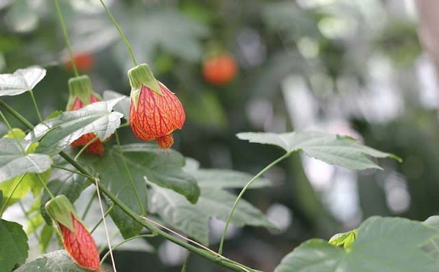 Flowering Maple Flowers Pictures