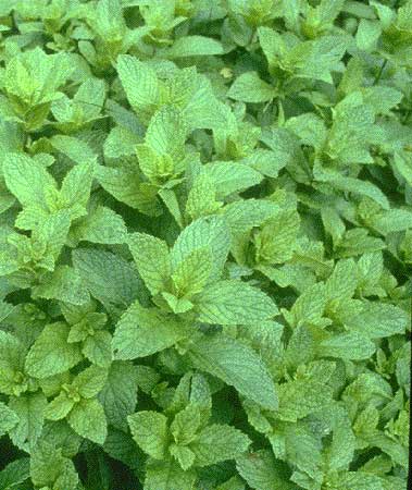 Peppermint Tree