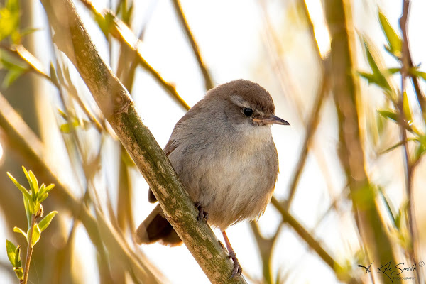 Cetti's warbler