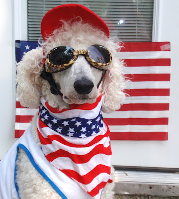 #Standardpoodle dressed in red, white, and blue colors wearing a red hat. 