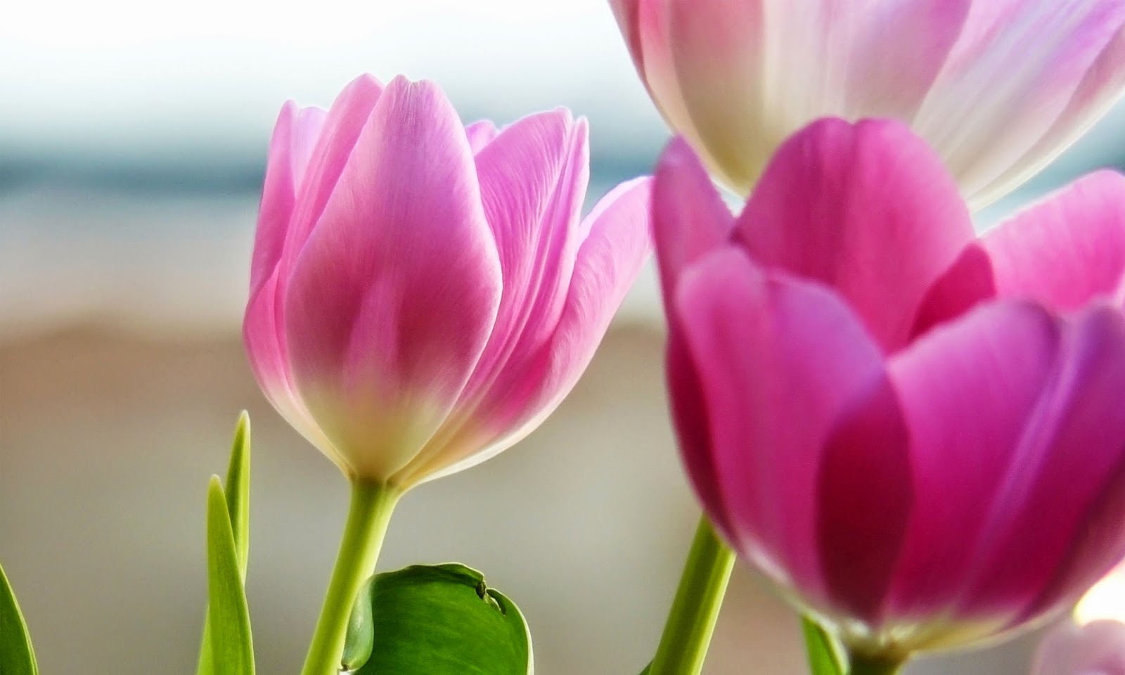  Tulips  HD  Wallpapers  Free Download HD  Wallpapers  High 