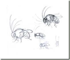 longi sketch