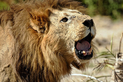 Fotos de Leões - Imagem de leão