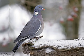 predadores de la Paloma trocaz Columba palumbus