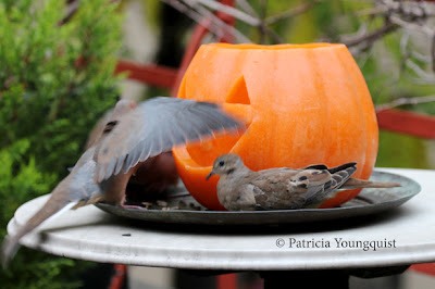 Patricia Youngquist uses words and images to tell stories about her passions. Based in New York, she currently is authoring a series of nature books on birds of the city. Now in Apple’s iBooks store @ https://itunes.apple.com/us/book/words-in-our-beak/id1010889086?mt=11