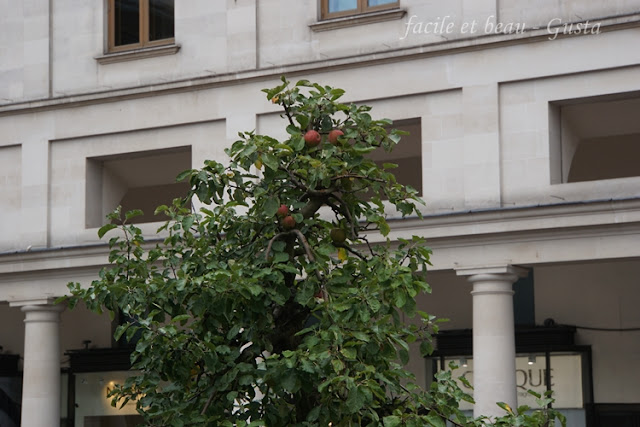 Apelbaum im Kübel