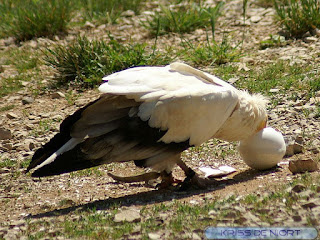 Vautour percnoptère - Neophron percnopterus 