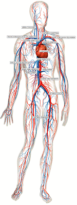 Aparato circulatorio
