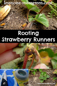 How to Root Strawberry Runners
