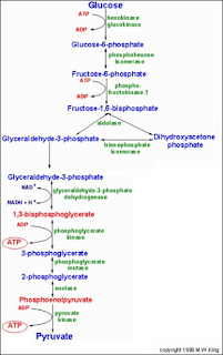 glucolisis