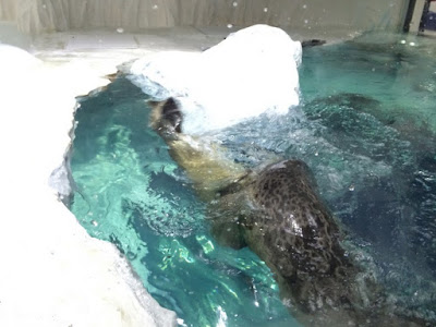 Anjing laut berenang-renang