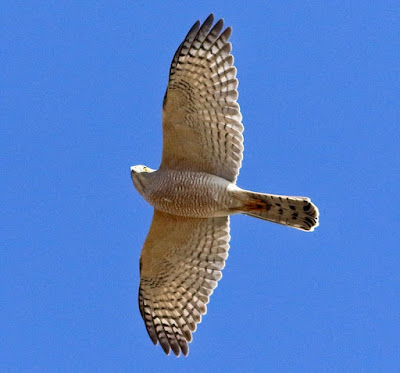 "Shikra (Accipiter badius) soaring across the sky with its wings spread, demonstrating its mastery of flight with grace and accuracy."