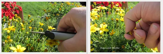 Deadheading Annuals