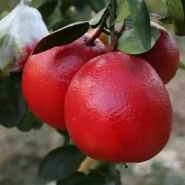 jual bibit buah jeruk pamelo red asli produk Payakumbuh