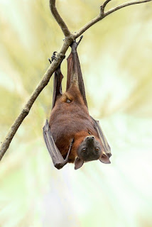 Interesting facts about Bats