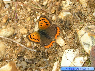 Lycaena phlaeas - Cuivré commun - Bronzé