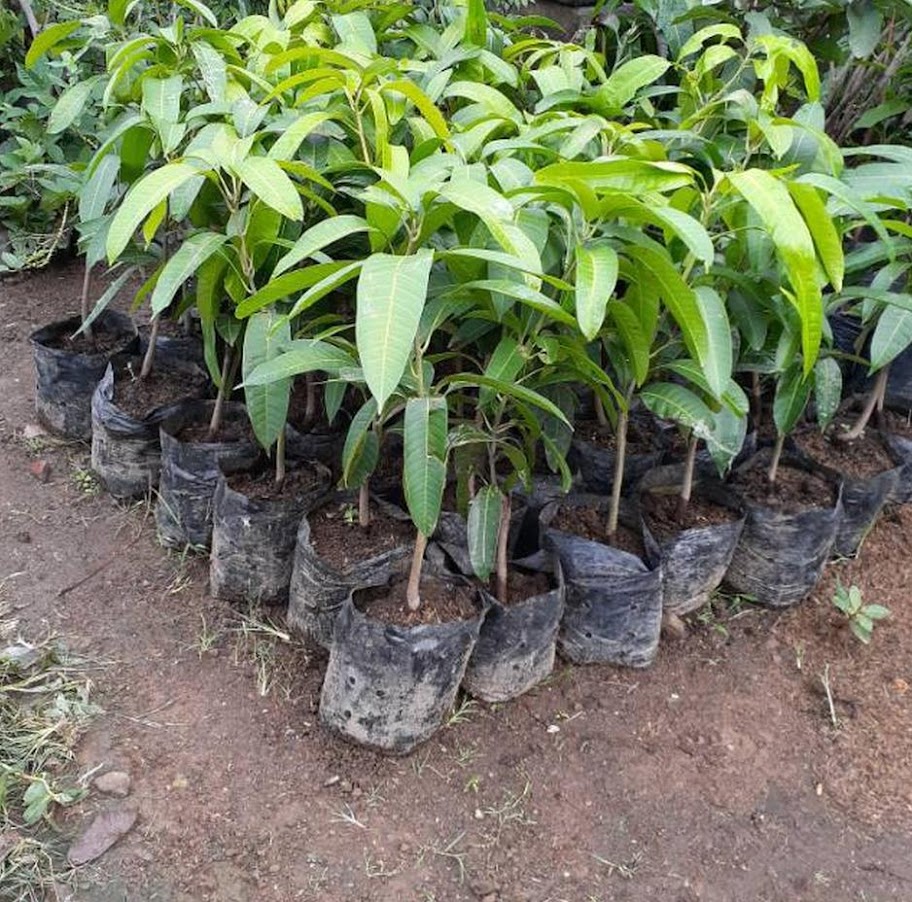 jual bibit buah mangga irwin hasil okulasi cepat berbuah Tidore Kepulauan