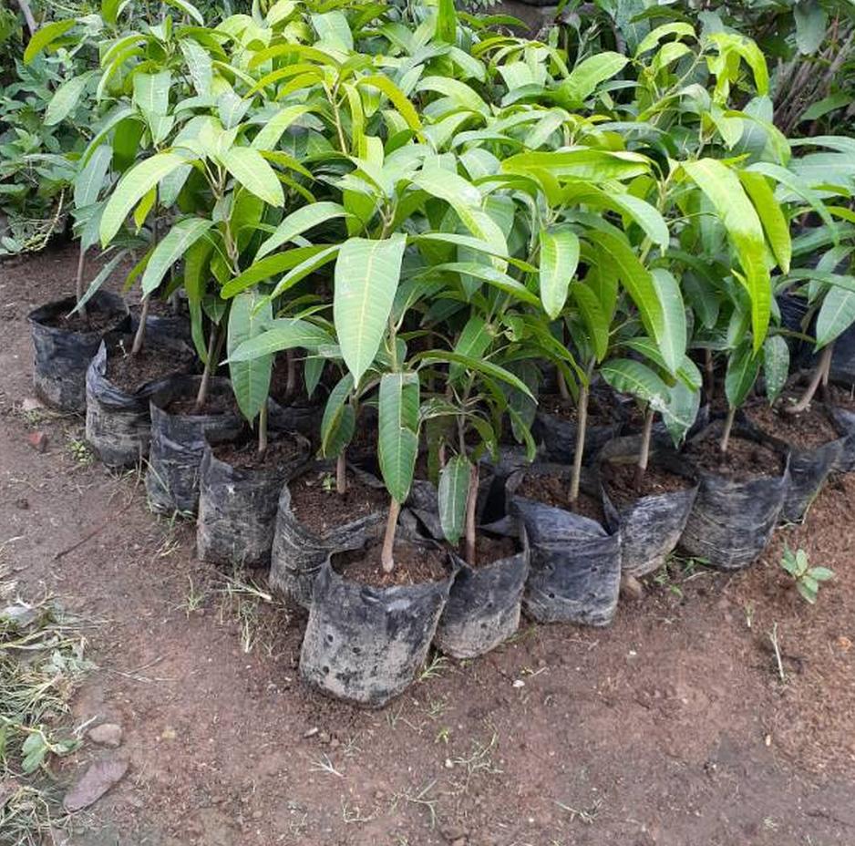 jual bibit buah mangga irwin tanaman okulasi cepat berbuah harga terbaik petani Sumatra Barat