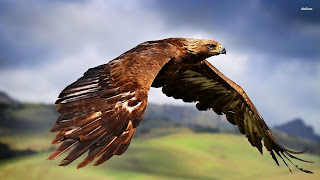 Golden Eagle 