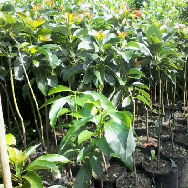 jual pohon alpukat markus cepat buah Jawa Tengah