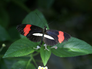 Heliconius erato