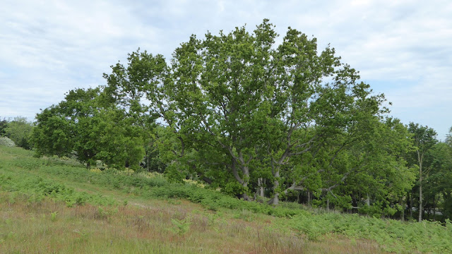 Oak tree on Smallhopes Hill Cromer/Overstrand