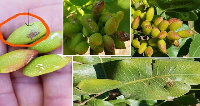 Üniversite Dolu’dan zarar gören fıstık ağaçlarına çözüm üretti