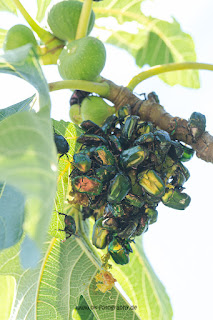 Naturfotografie Feige Goldglänzender Rosenkäfer Olaf Kerber