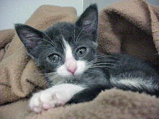 Gray and white kitten