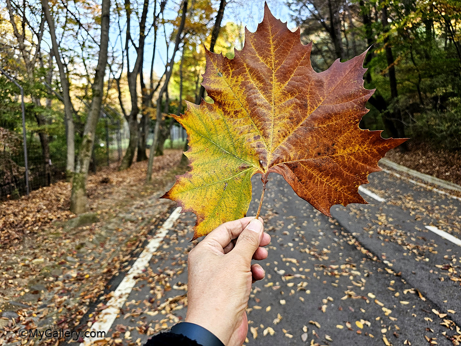 Autumn-in-Seoul-Grand-Park