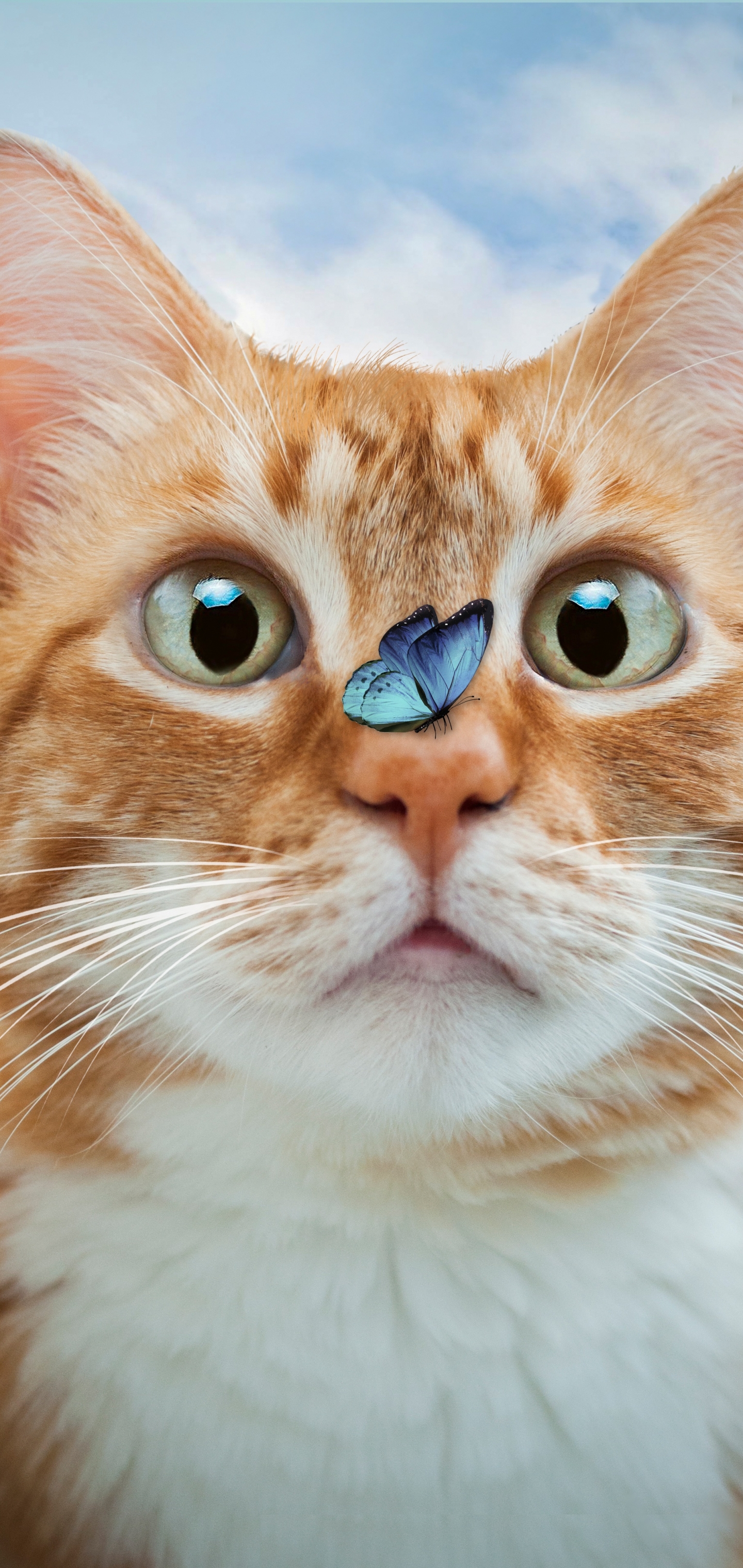 Butterfly Settling on Cat's Nose