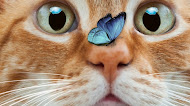 Butterfly Settling on Cat's Nose