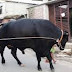 জেদী গরু