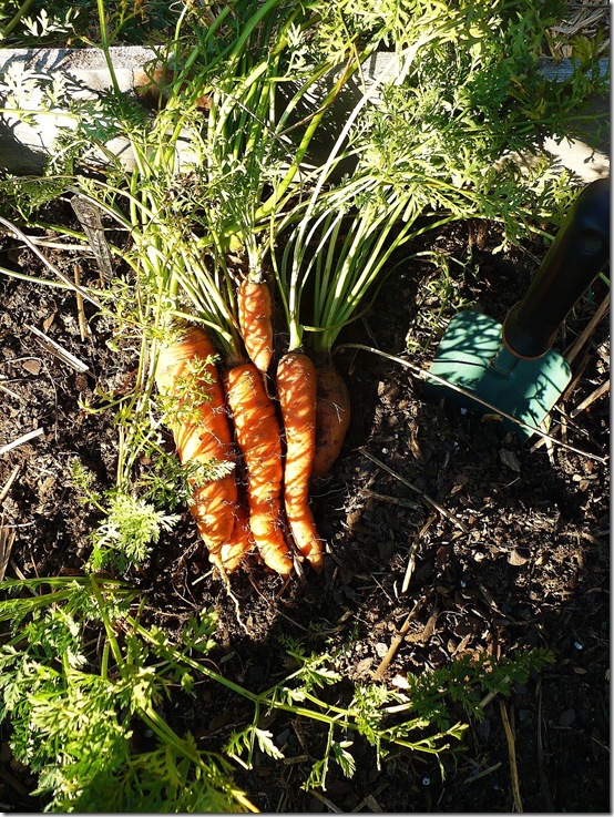 carrots