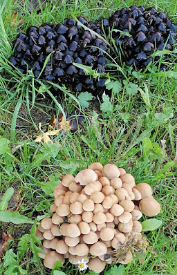 Day-9_20221016_Tamworth-mushrooms.jpg