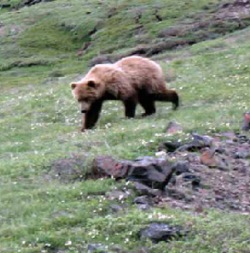 Visitor Injured in Incident with Bear